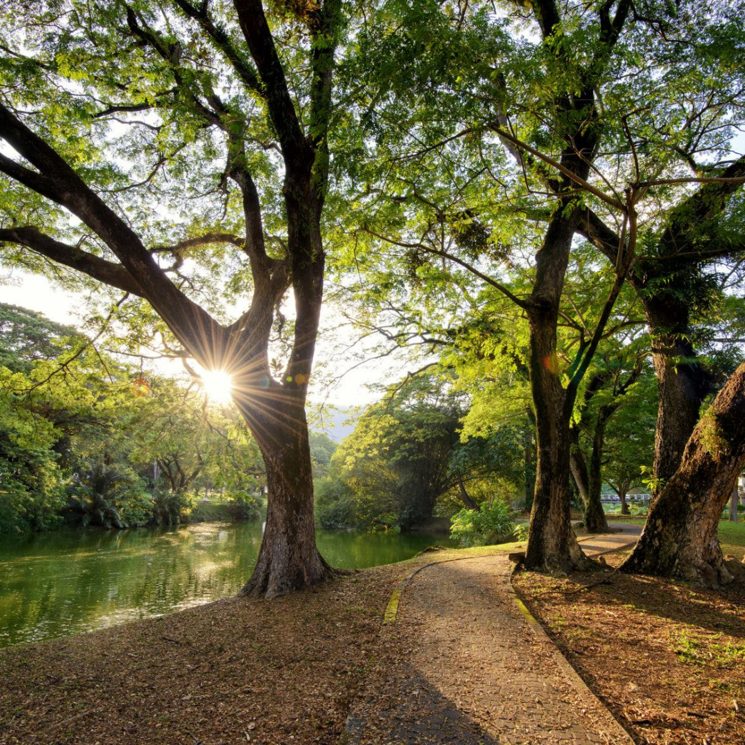 "A university in the garden": The Harapan Lake.